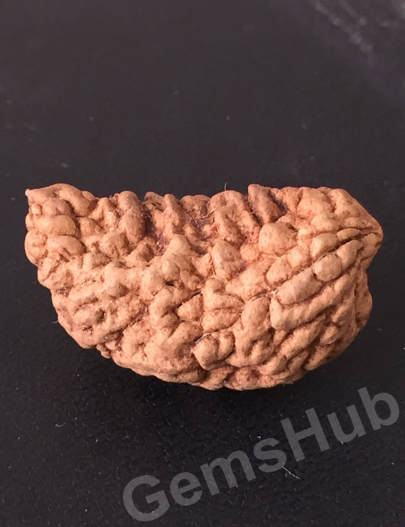 1 Face/Mukhi Certified Rudraksha 29.90 mm